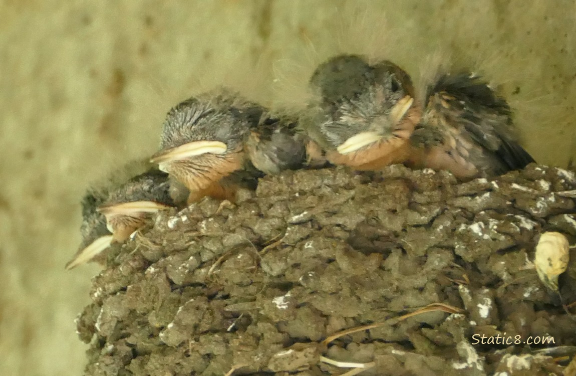 Four Barn Swallow nestlings in the nest