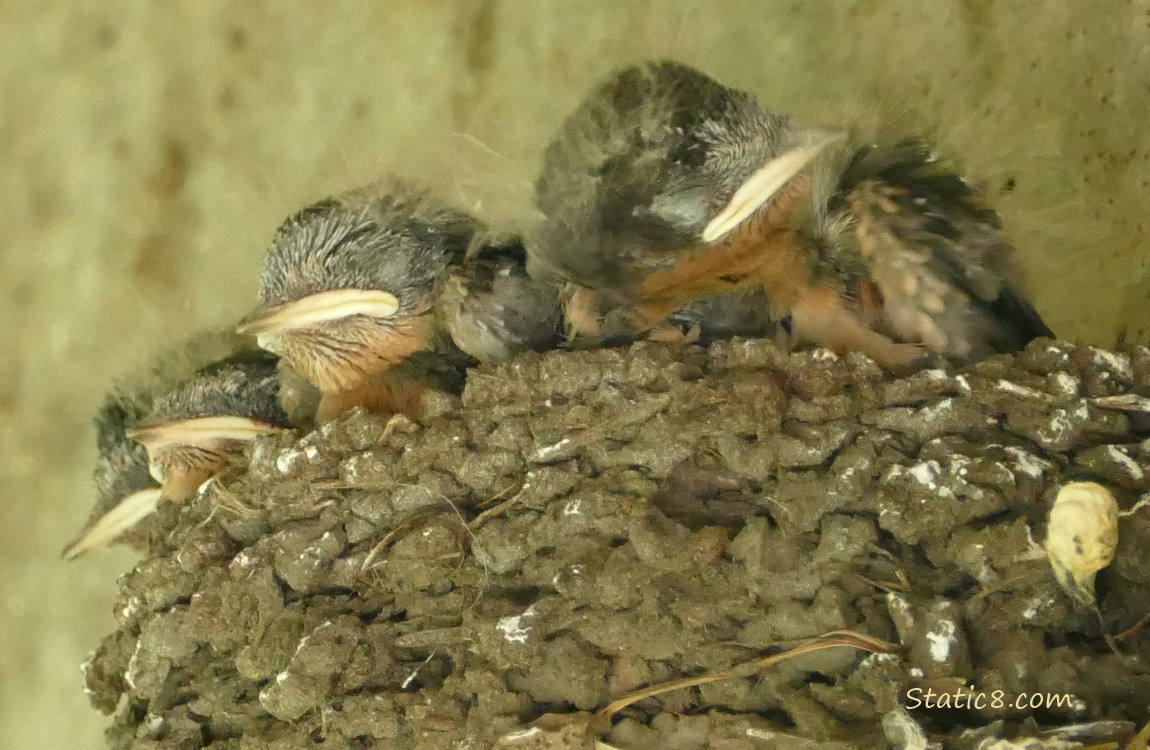 Four Barn Swallow nestlings in the nest