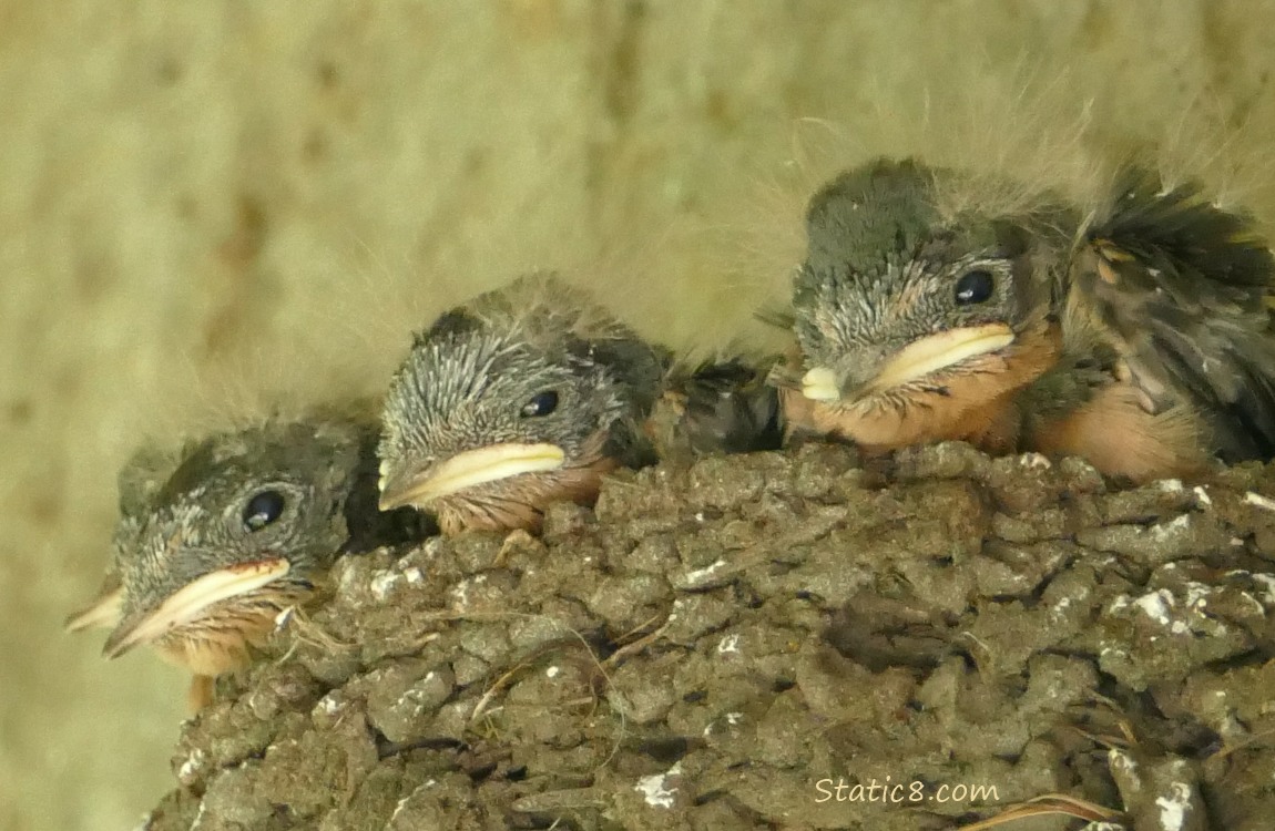 Four Barn Swallow nestlings in the nest