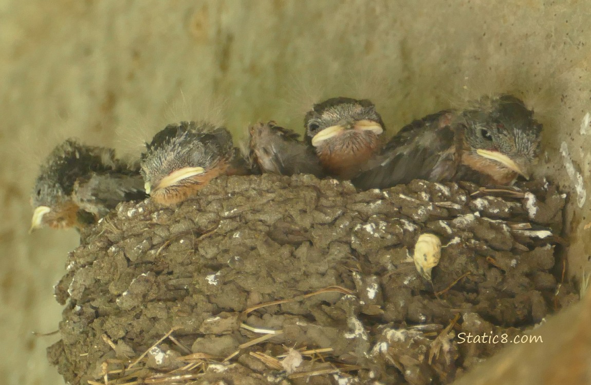 Barn Swallow nestlings in the nest