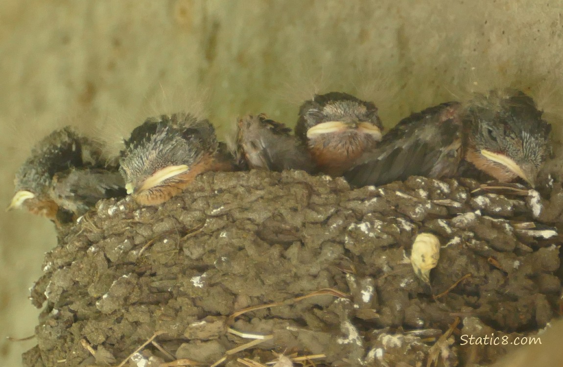 Barn Swallow nestlings in the nest