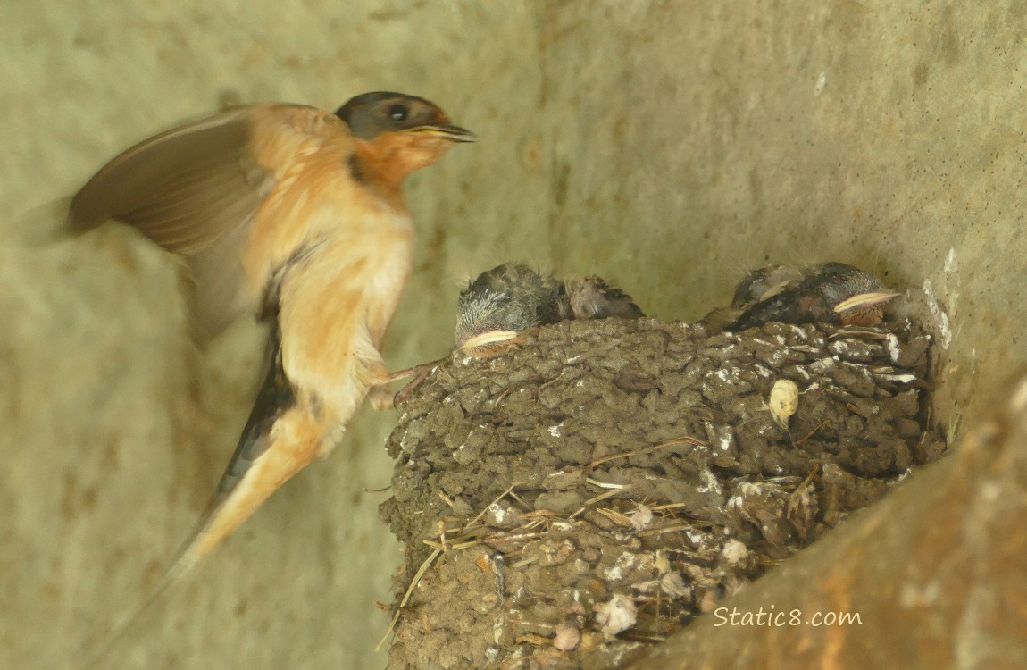 Barn Swallow parent flies up the the nest