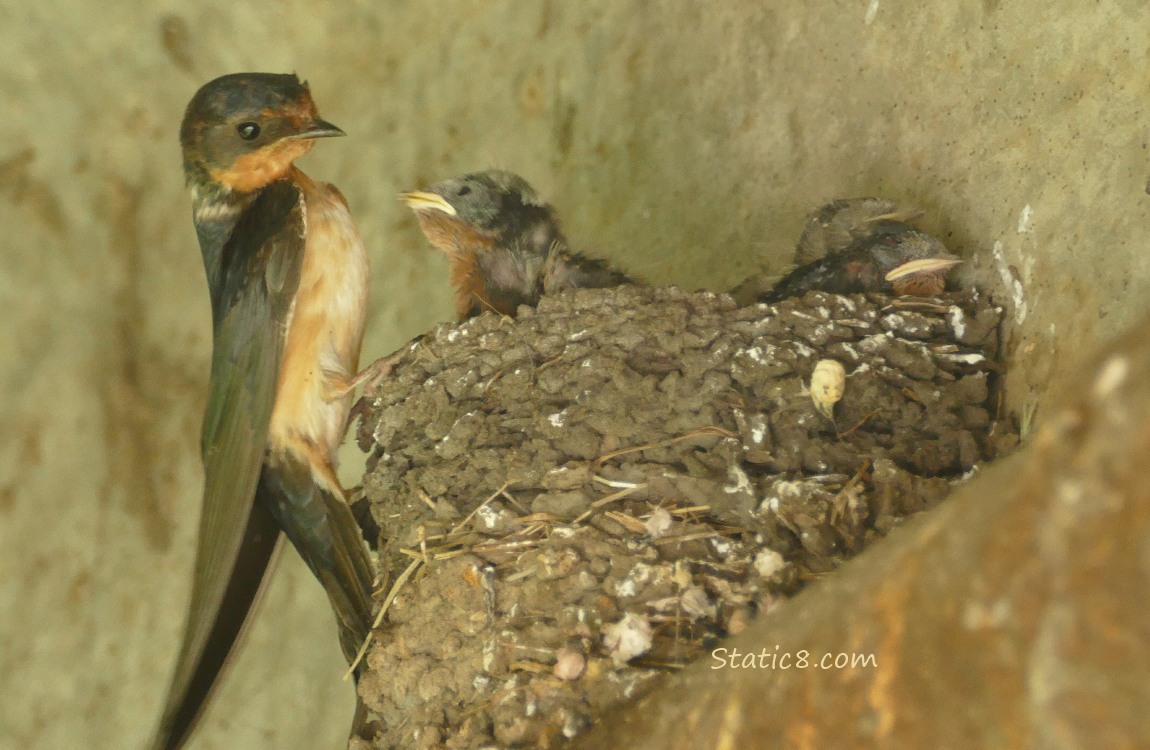 Barn Swallow parent perched on the edge of the nest, looking at the nestlings