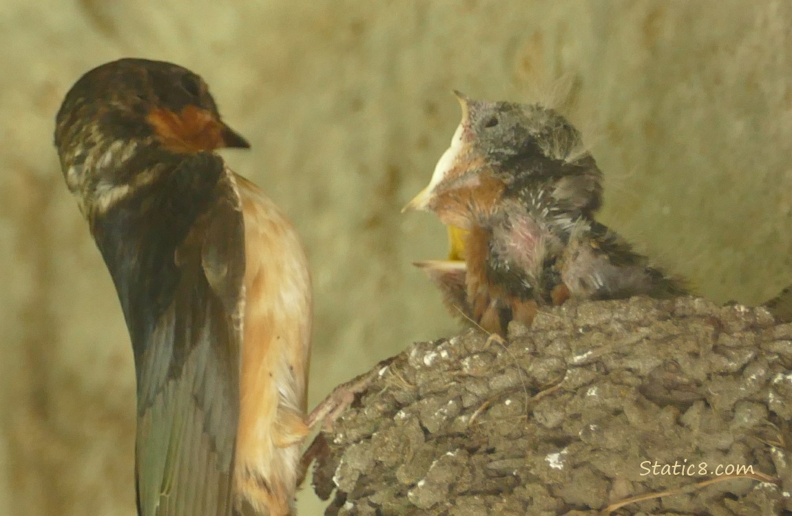 Barn Swallow parent perched on the edge of the nest, looking at the nestlings