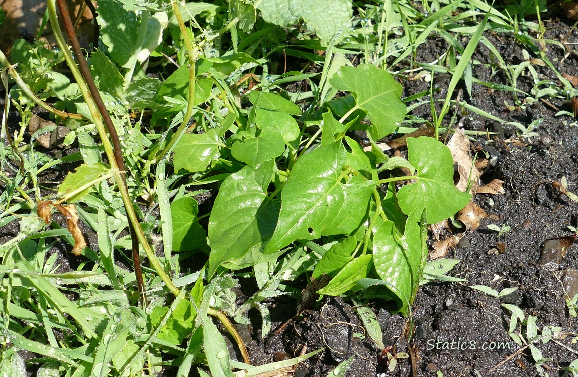 Black Bindweed plant