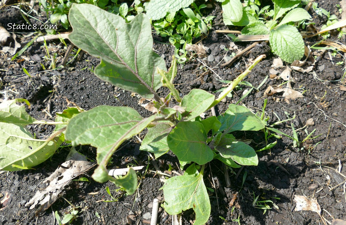 Eggplant growing