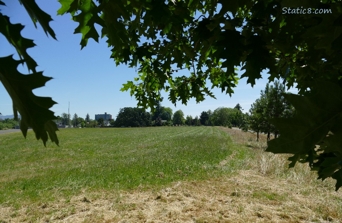 Looking past leaves to a grassy field