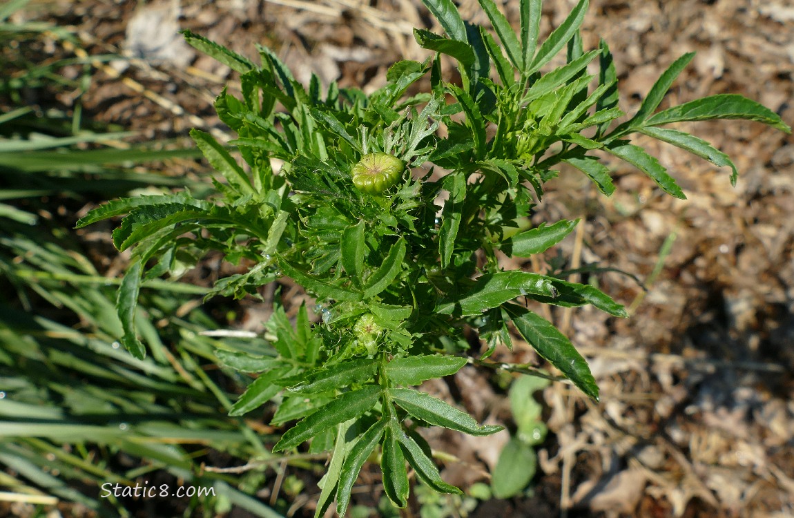 Marigold leaves and buds