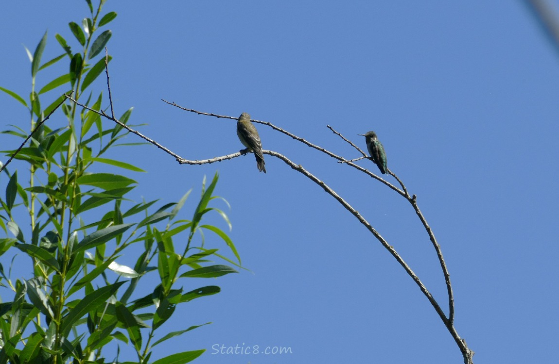 Goldfinch and Anna Hummingbird standing on a bare branch