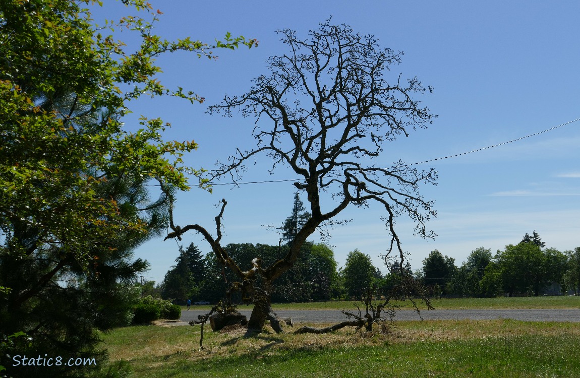 Bare fallen oak tree