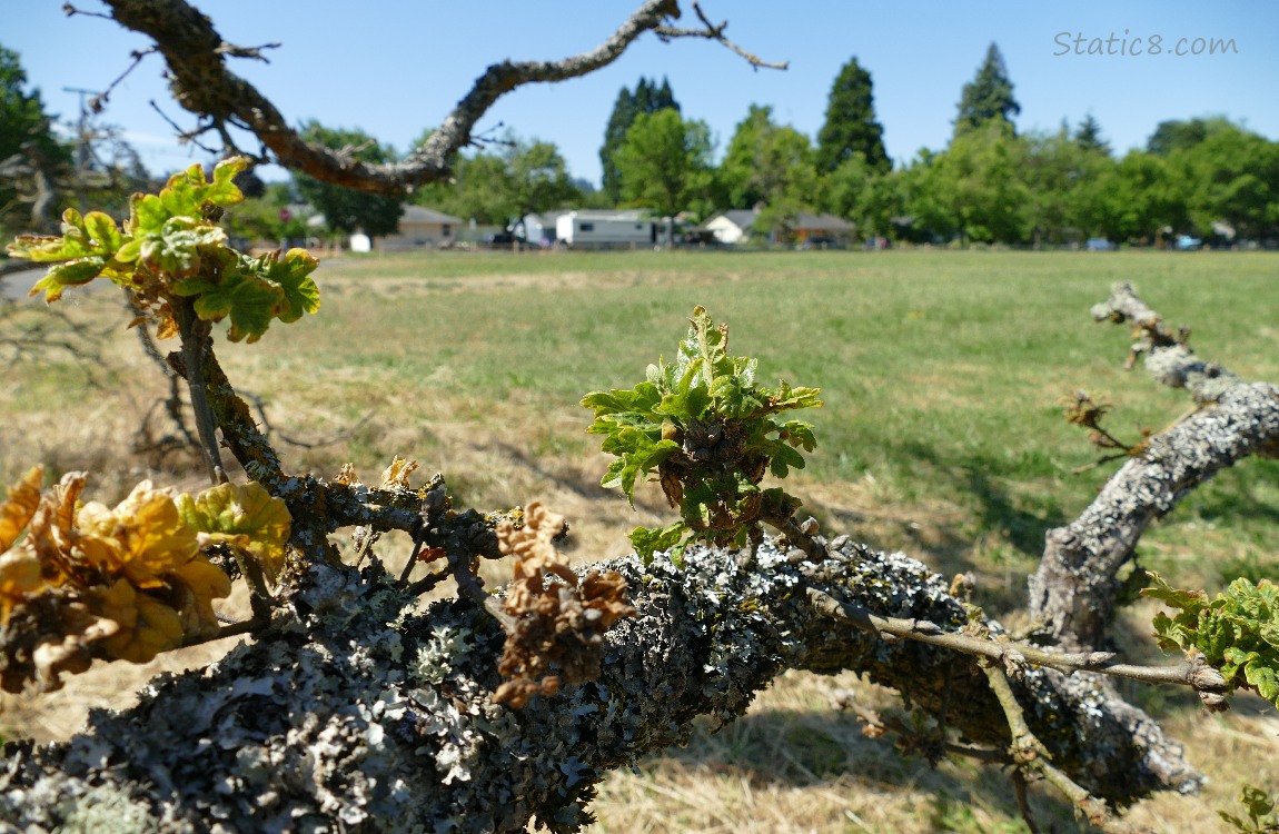 Clumps of oak leaves on a fallen tree