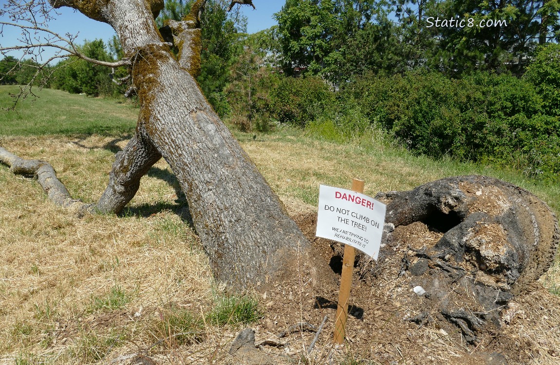 Sign at the base of a fallen tree