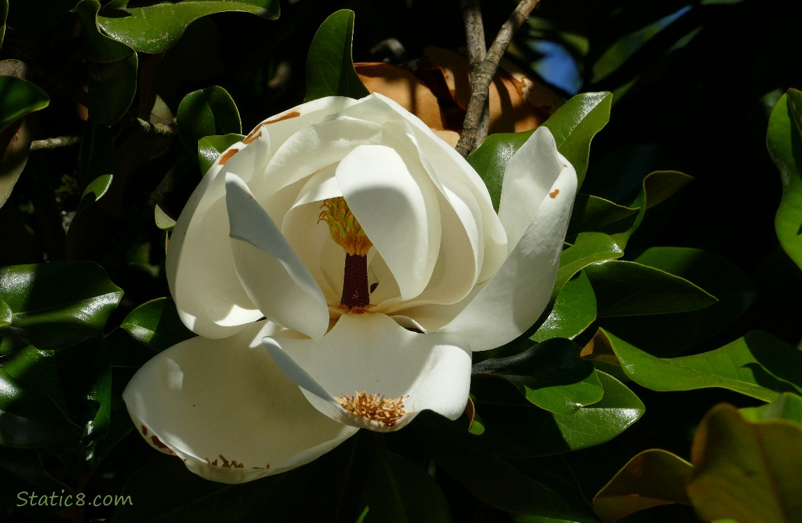 Magnolia bloom