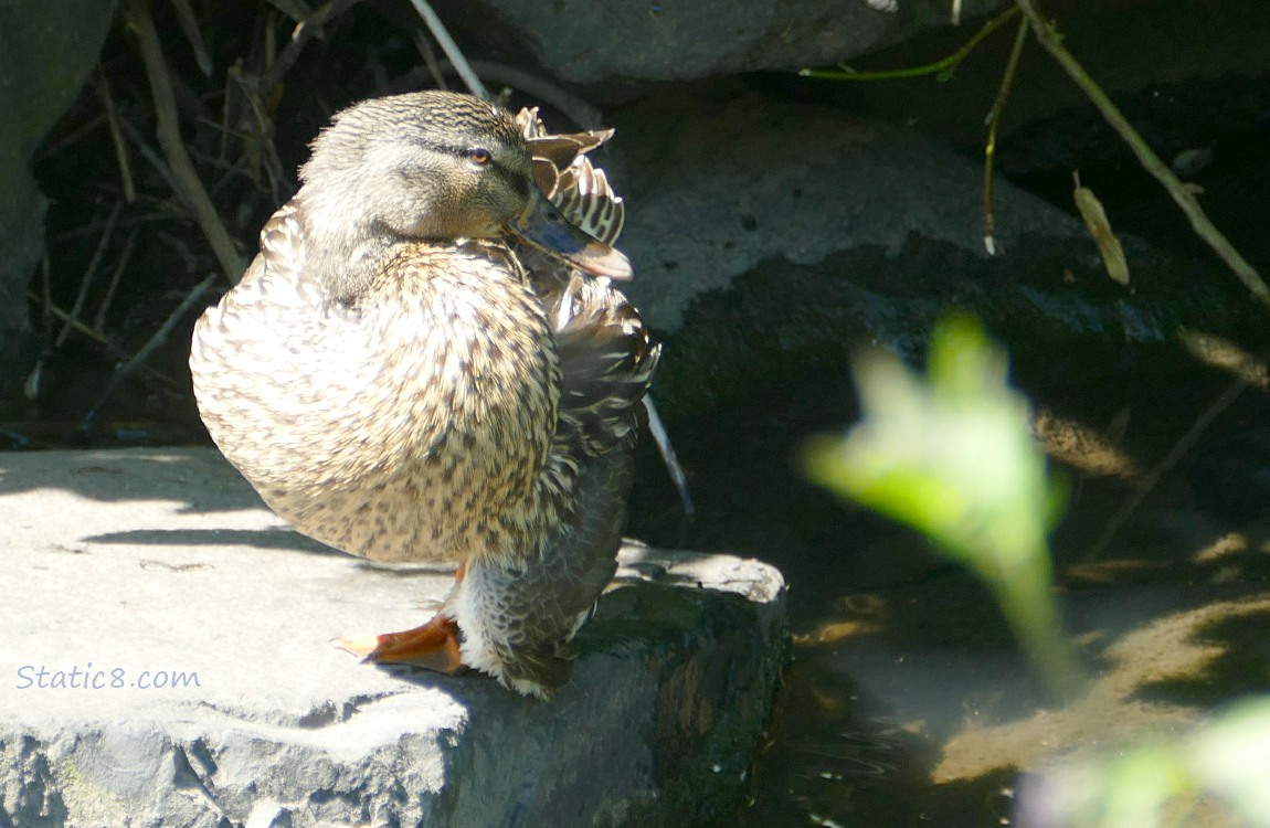 Female Mallard standing on a rock with a droopy wing