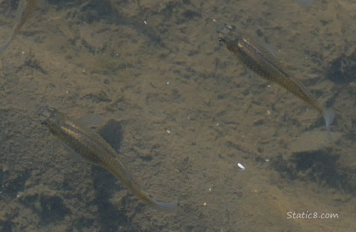 Close up of two minnow in the creek