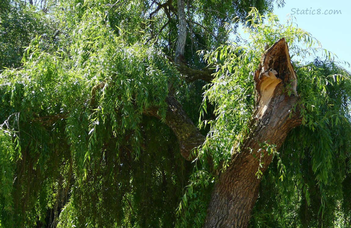 Willow tree with a large cut stump