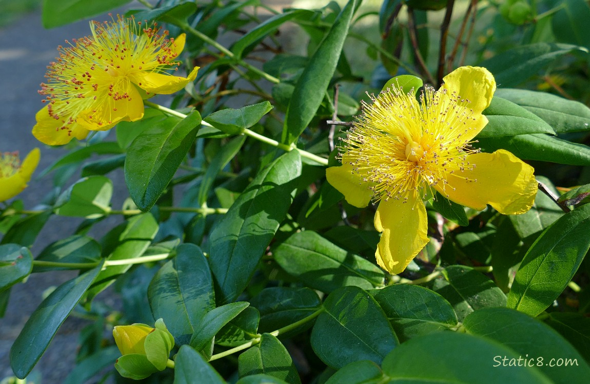 Sweet Amber blooms