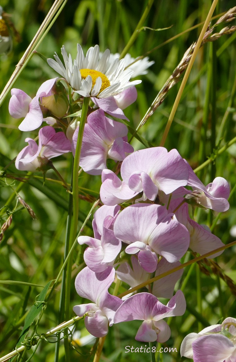 Pink Sweet Pea blooms with a daisy