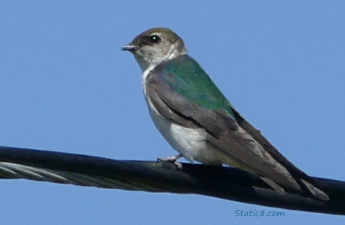 Violet Green Swallow standing on a power cable, blue sky behind