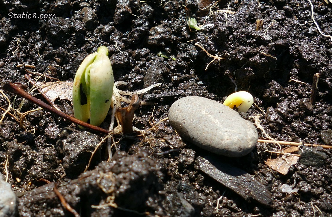 sprouting beans in the soil