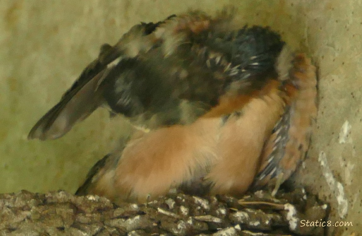 Barn Swallow nestling preening under her wing