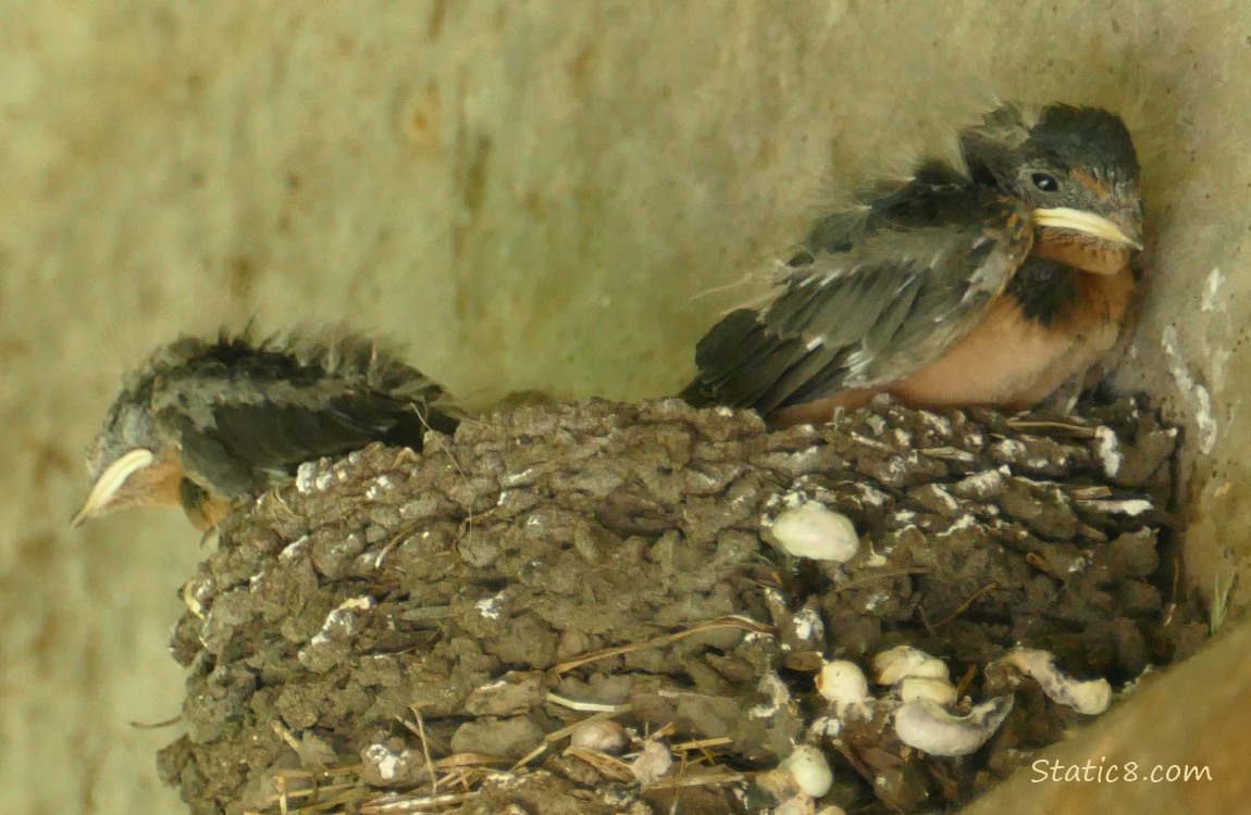 Two Barn Swallow nestlings perched at the edge of the nest