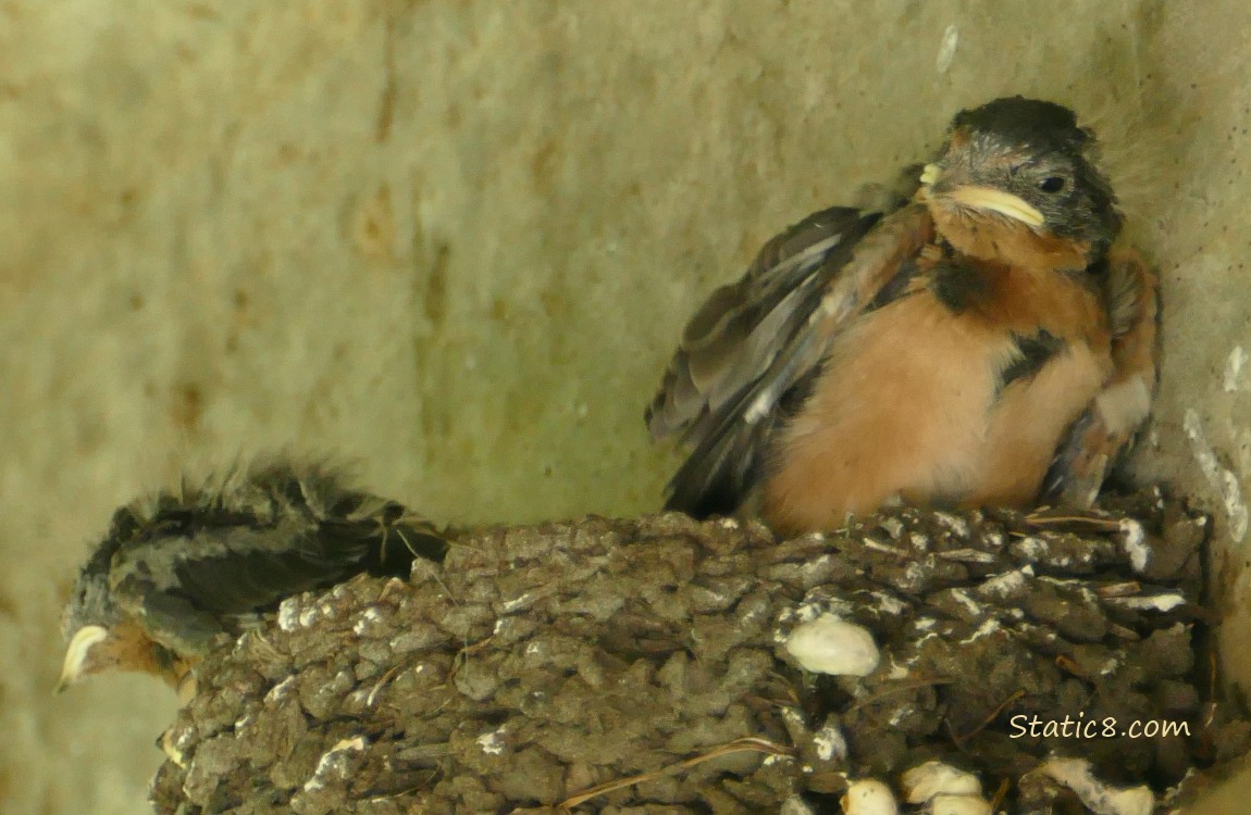 Two Barn Swallow nestlings perched at the edge of the nest