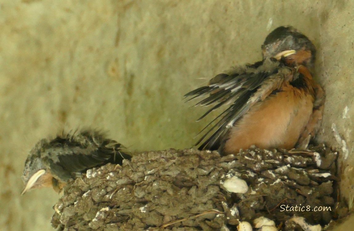 Barn Swallow nestling preening