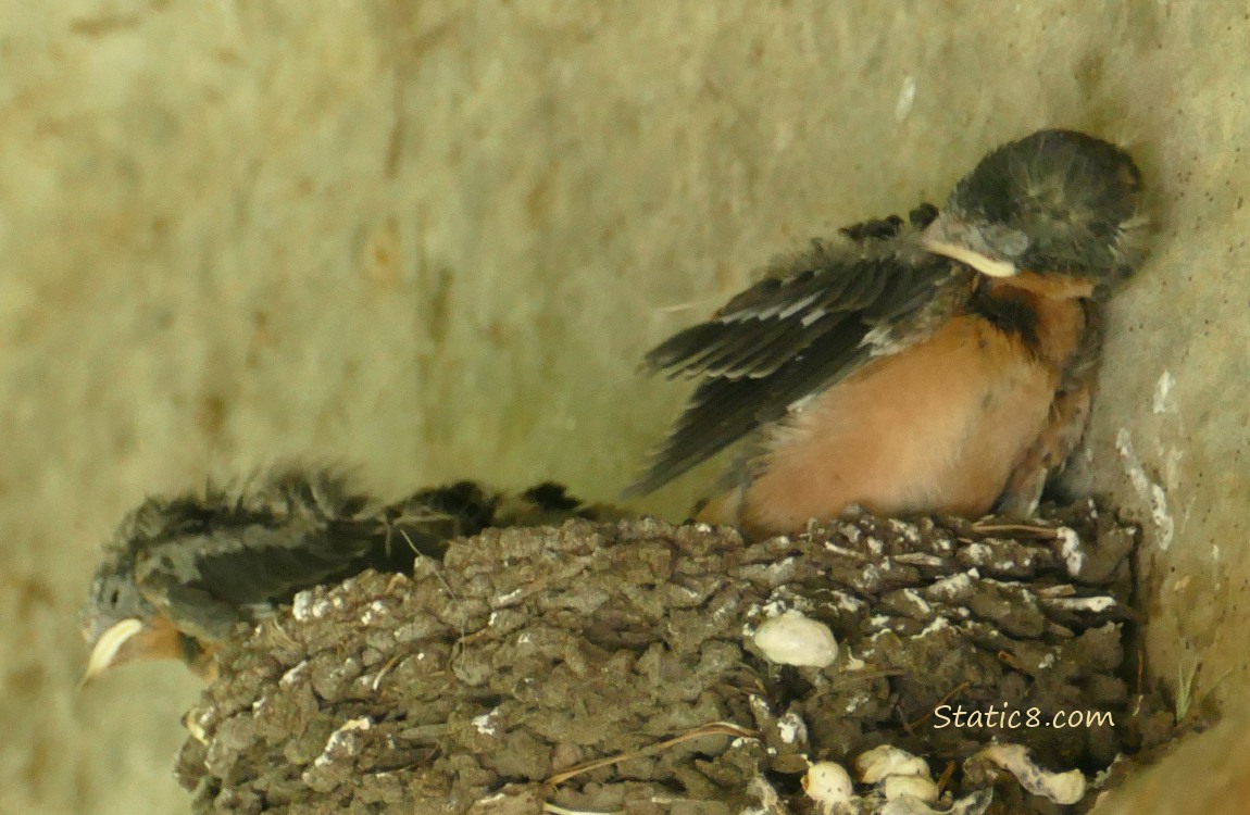 Barn Swallow nestling preening