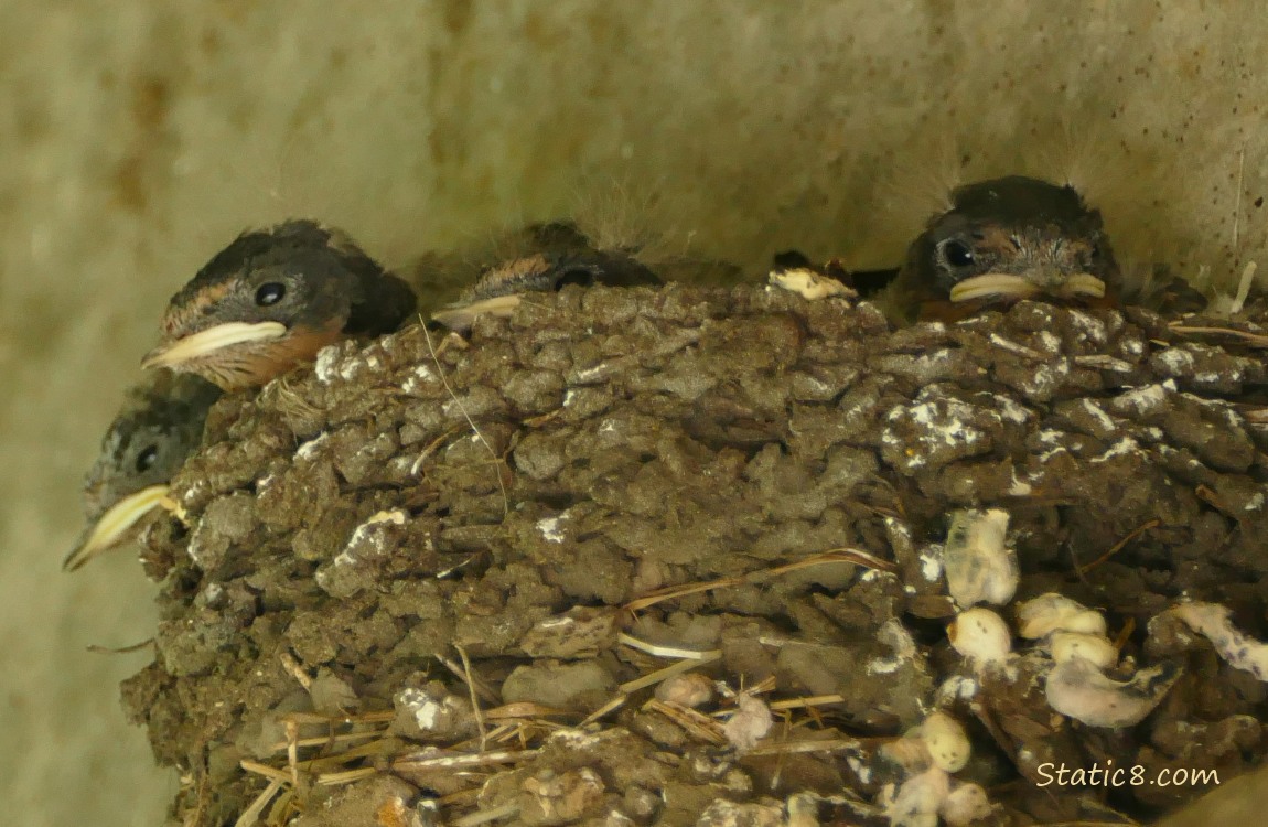 Barn Swallow nestlings in the nest