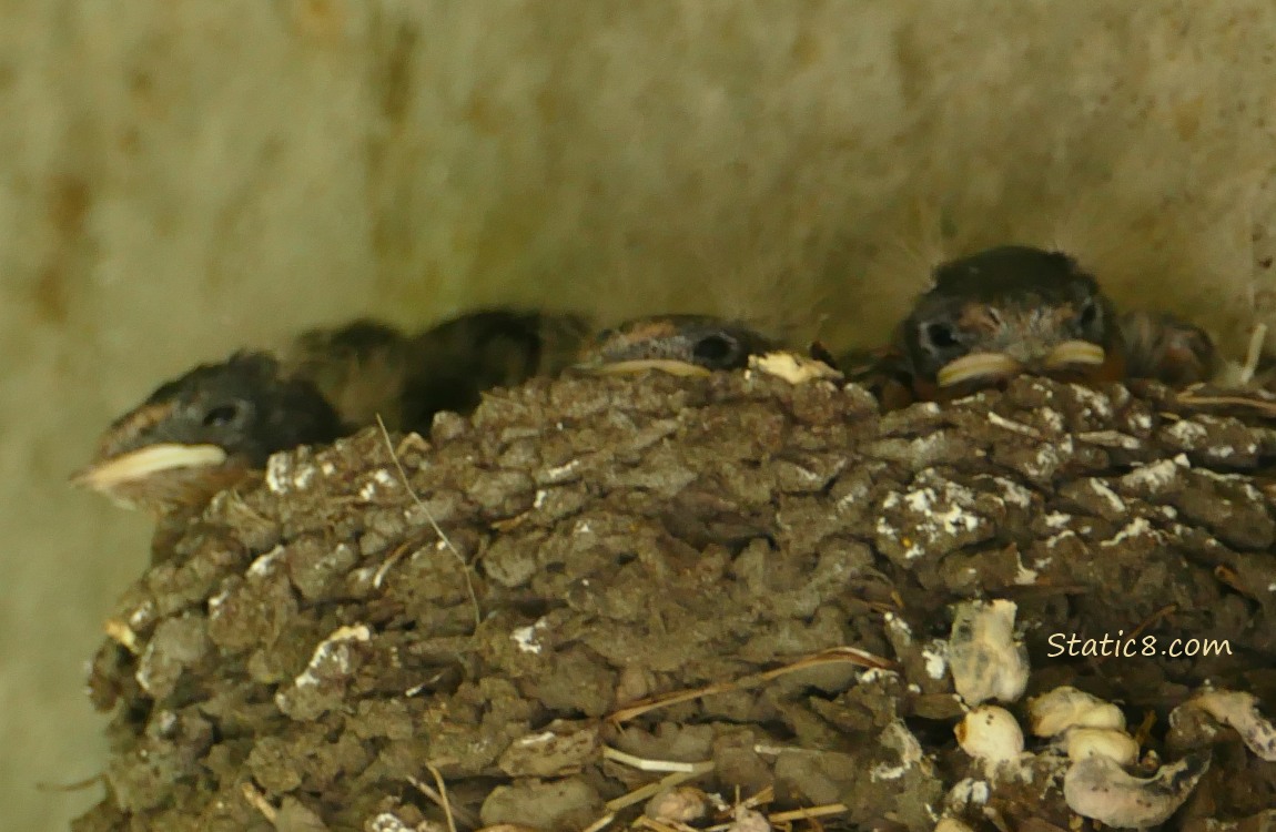 Barn Swallow nestlings hunkered down in the nest