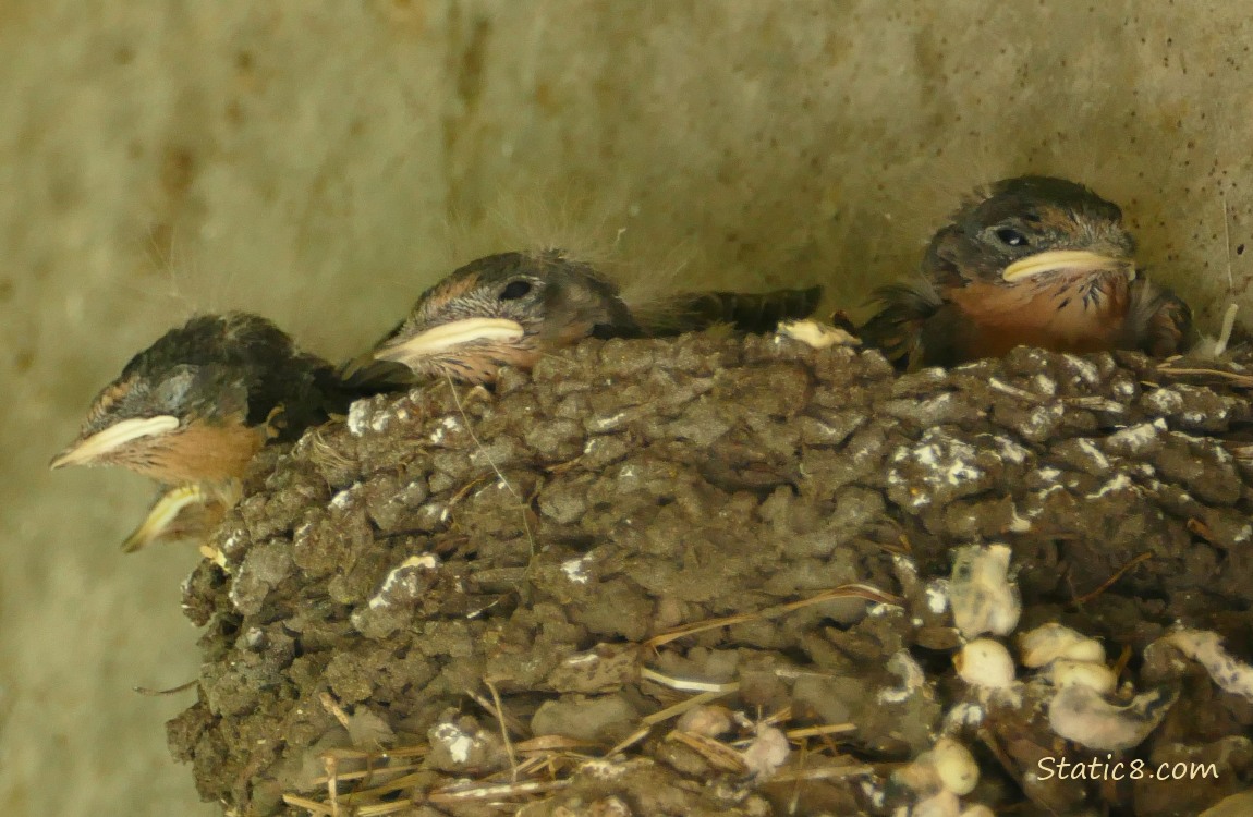 Barn Swallow nestlings hunkered down in the nest