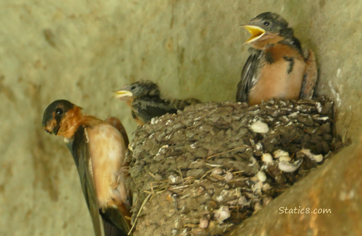 Barn Swallow parent standing on the edge of the nest with nestling begging