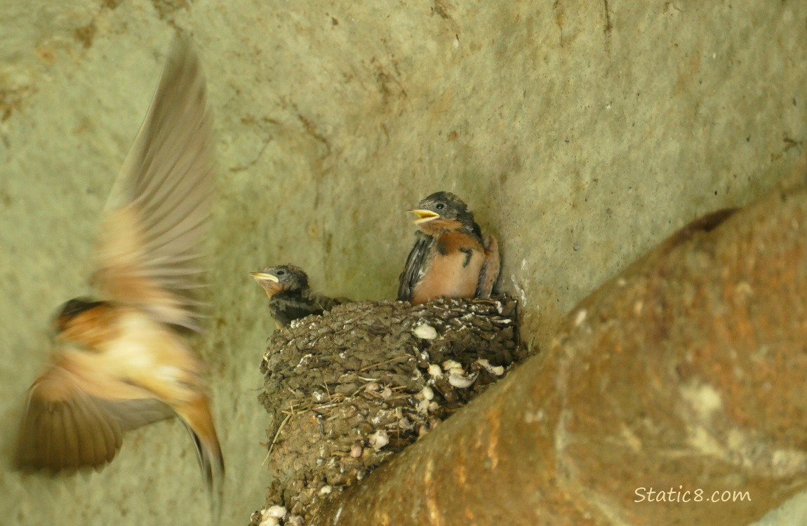 Barn Swallow parent flying away from the nest with nestlings