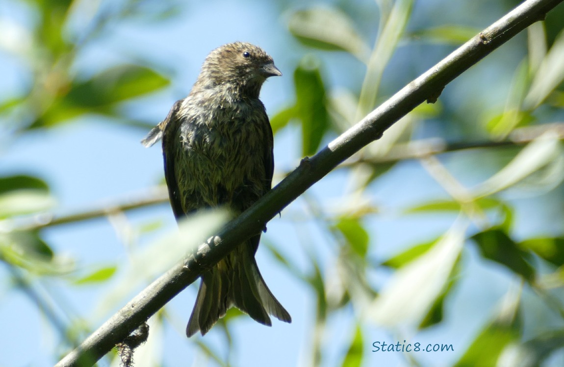 Cowbird standing on a twig