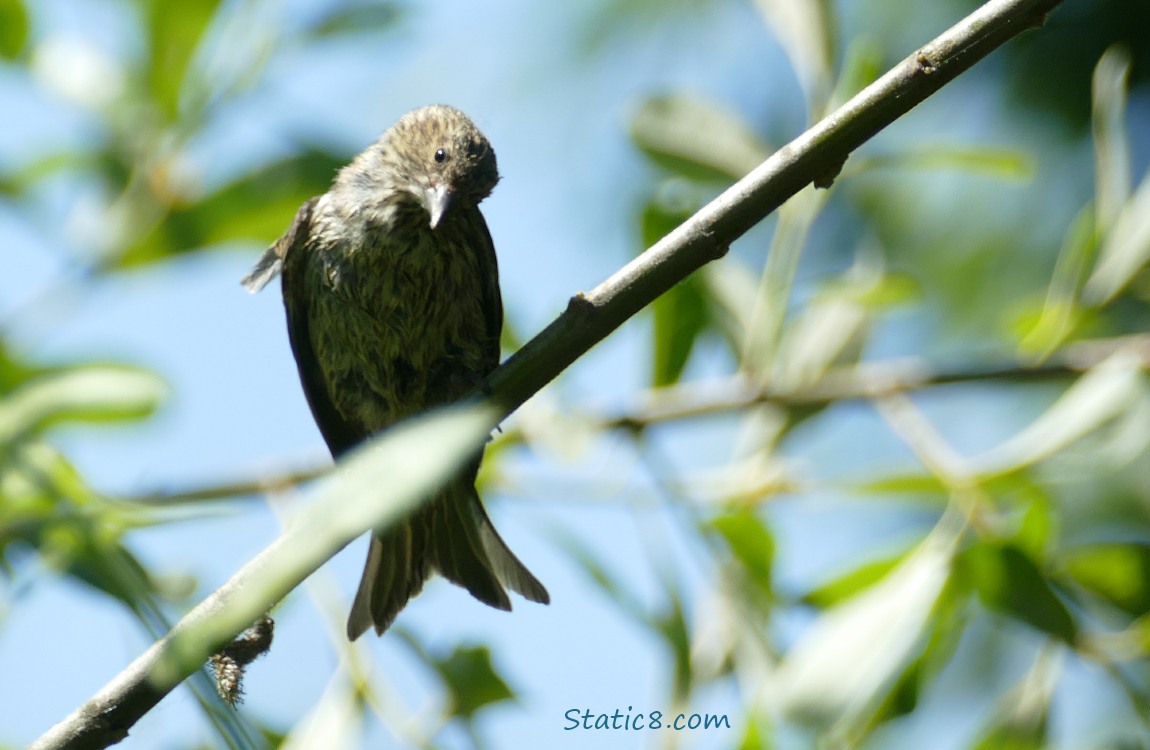 Cowbird standing on a twig