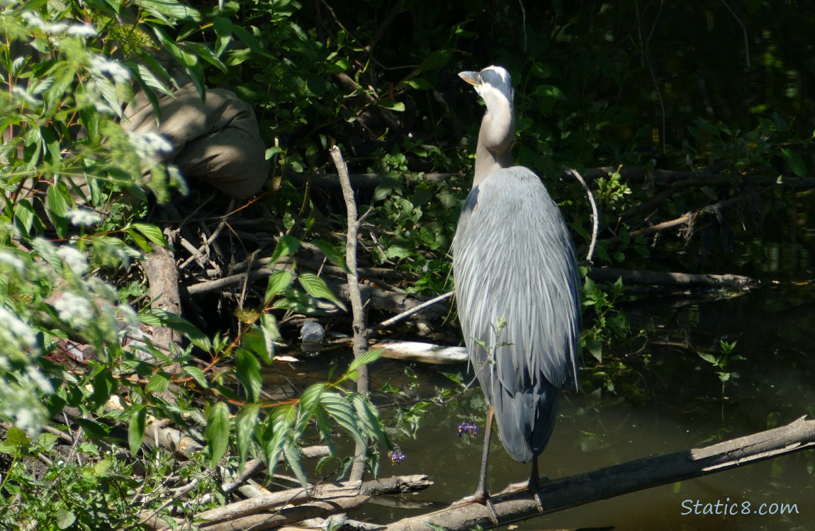 Great Blue Heron standing in the creek