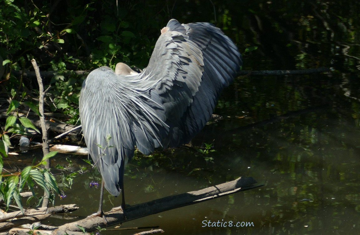 Great Blue Heron, standing in the creek, wing lifted to preen under it