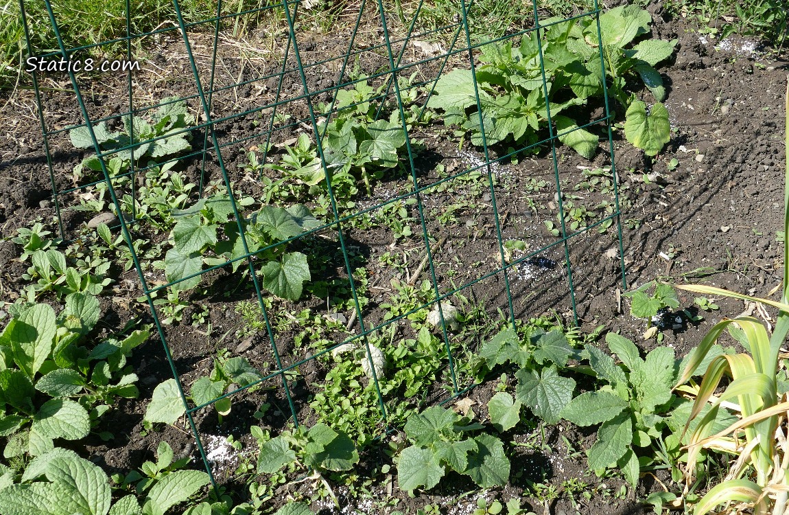 Cucumber plants in the garden