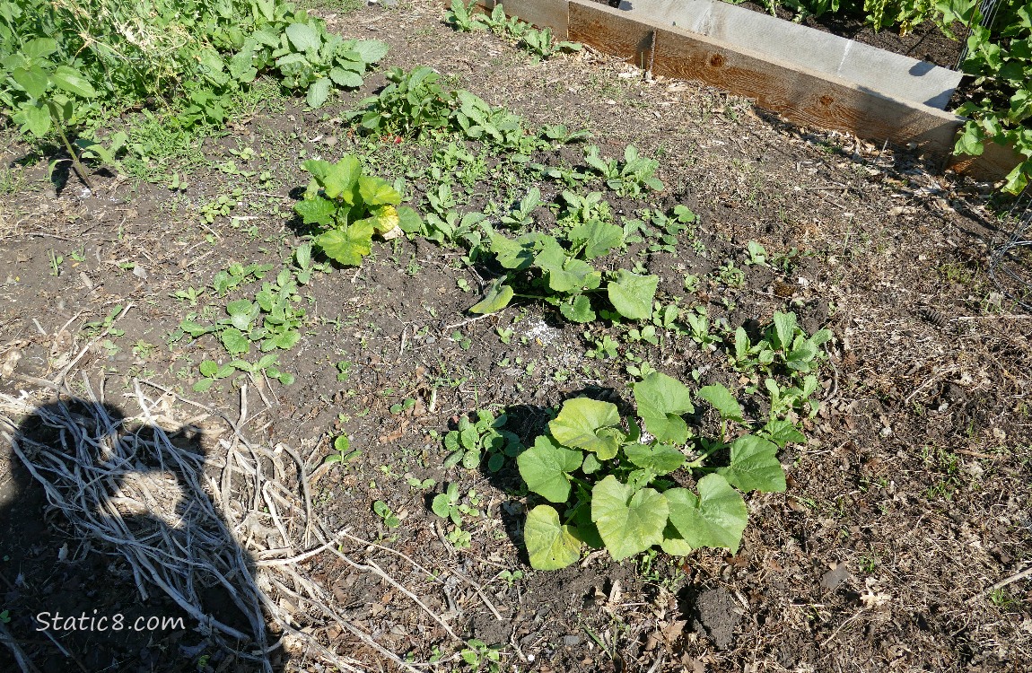 Squash plants in the garden