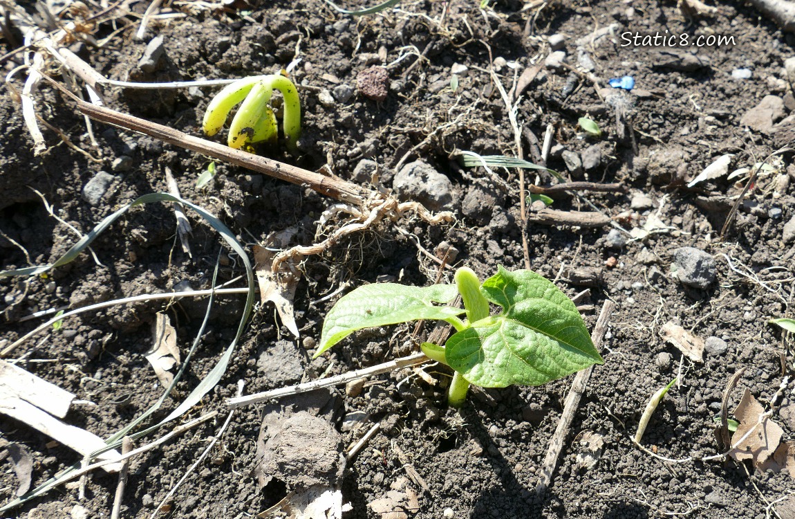 Bean seedlings growing