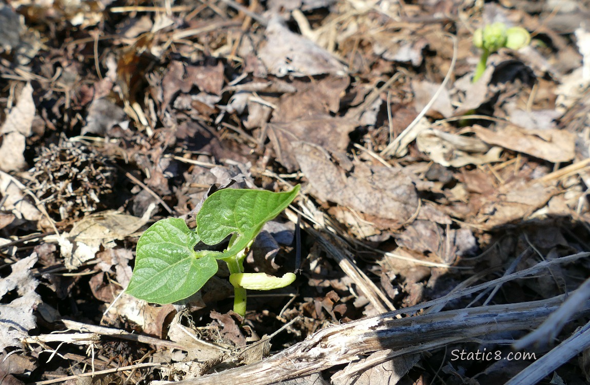 Bean seedlings growing