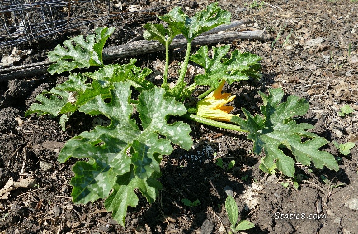 Zucchini plant growing