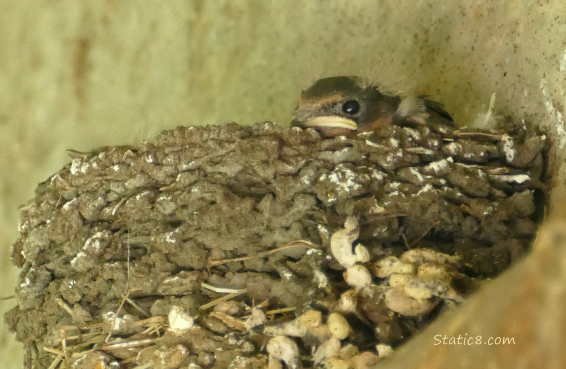 One visible Barn Swallow nestling in the nest