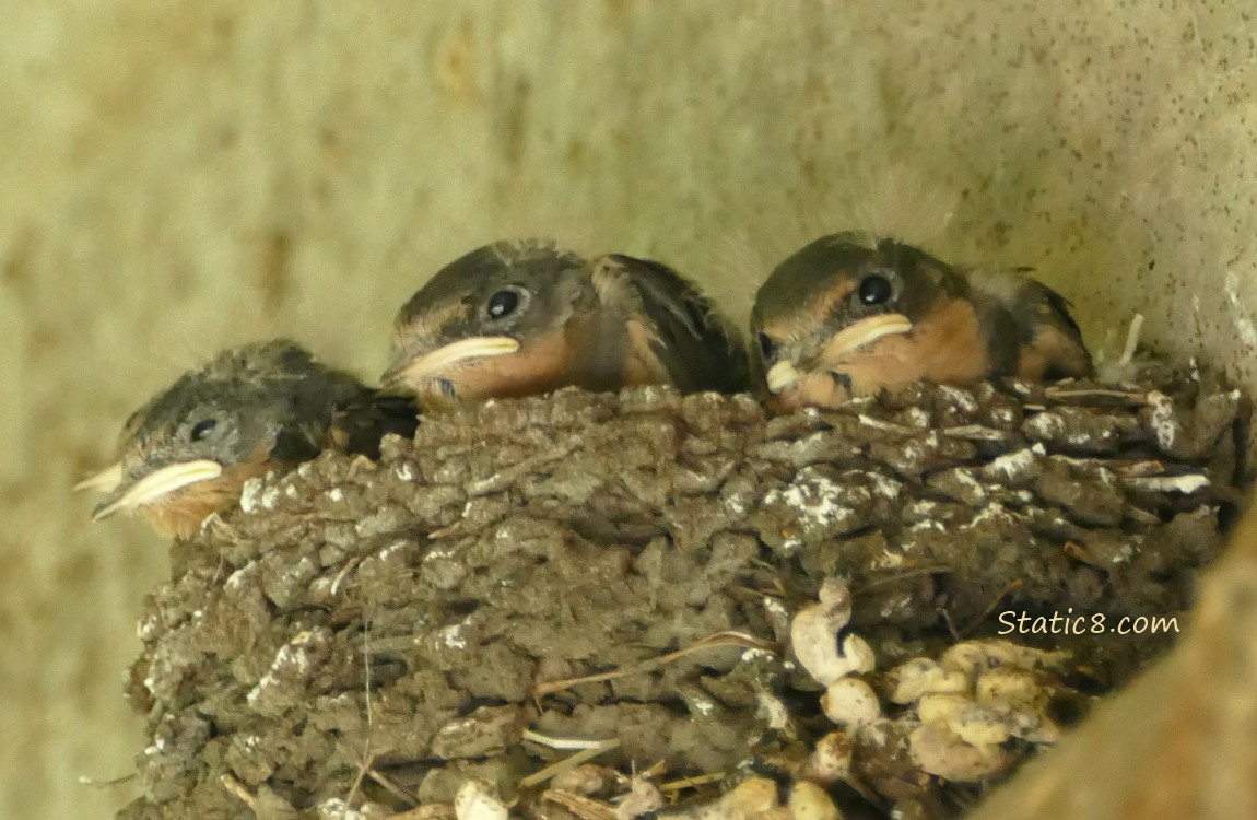 Barn Swallow nestlings in the nest