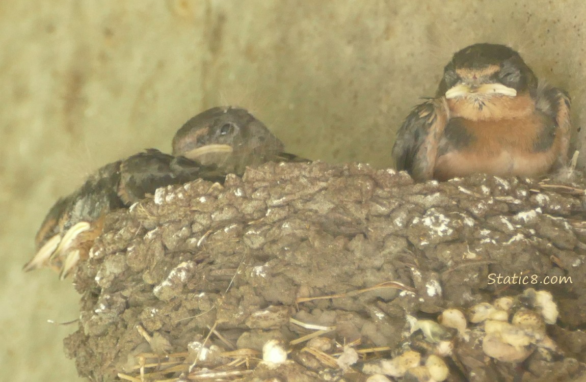 Barn Swallow nestlings in the nest