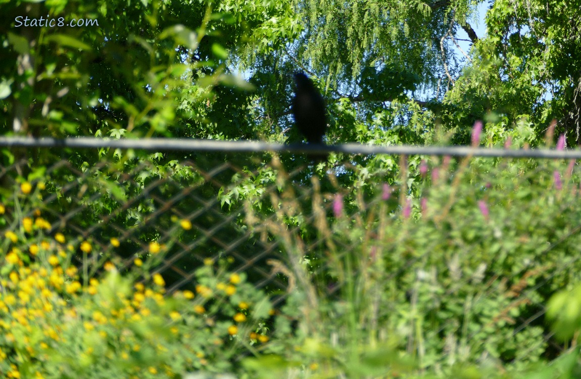 blurry black spot sitting on a blurry chainlink fence