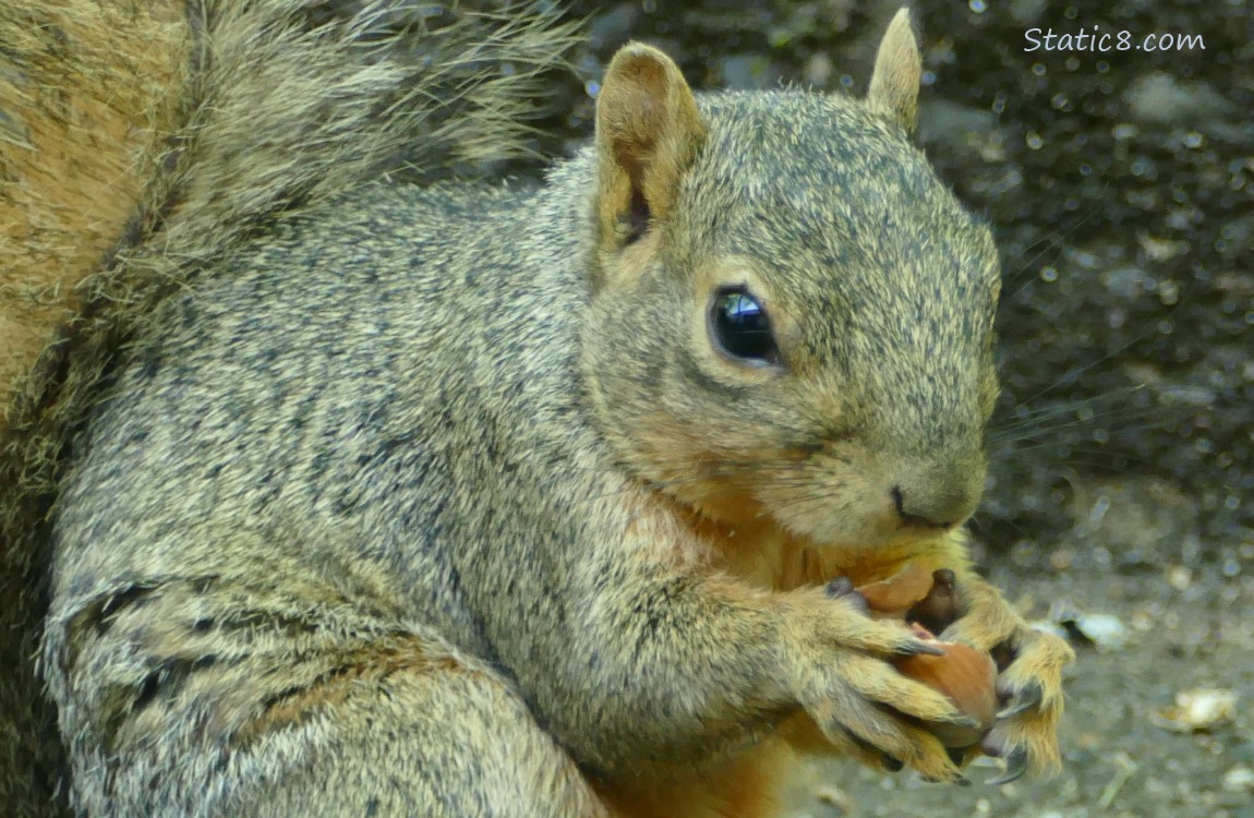 Close up of a squirrel holding a hazelnut