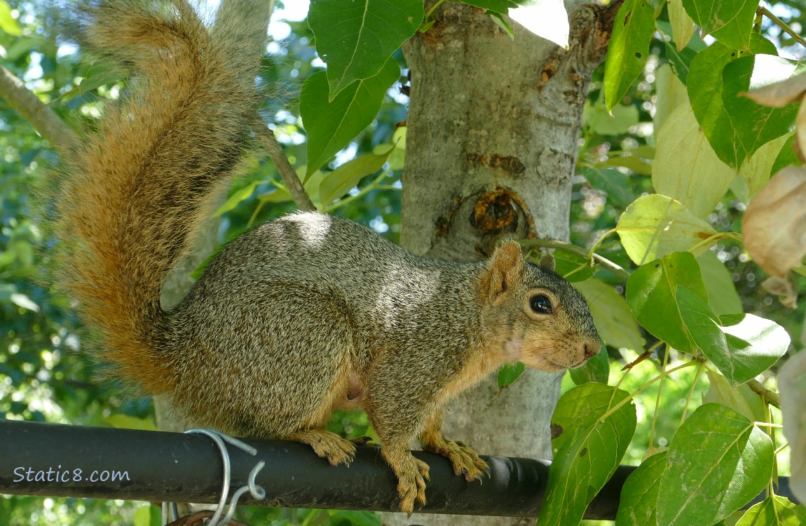 Squirrel standing on a chain link fence