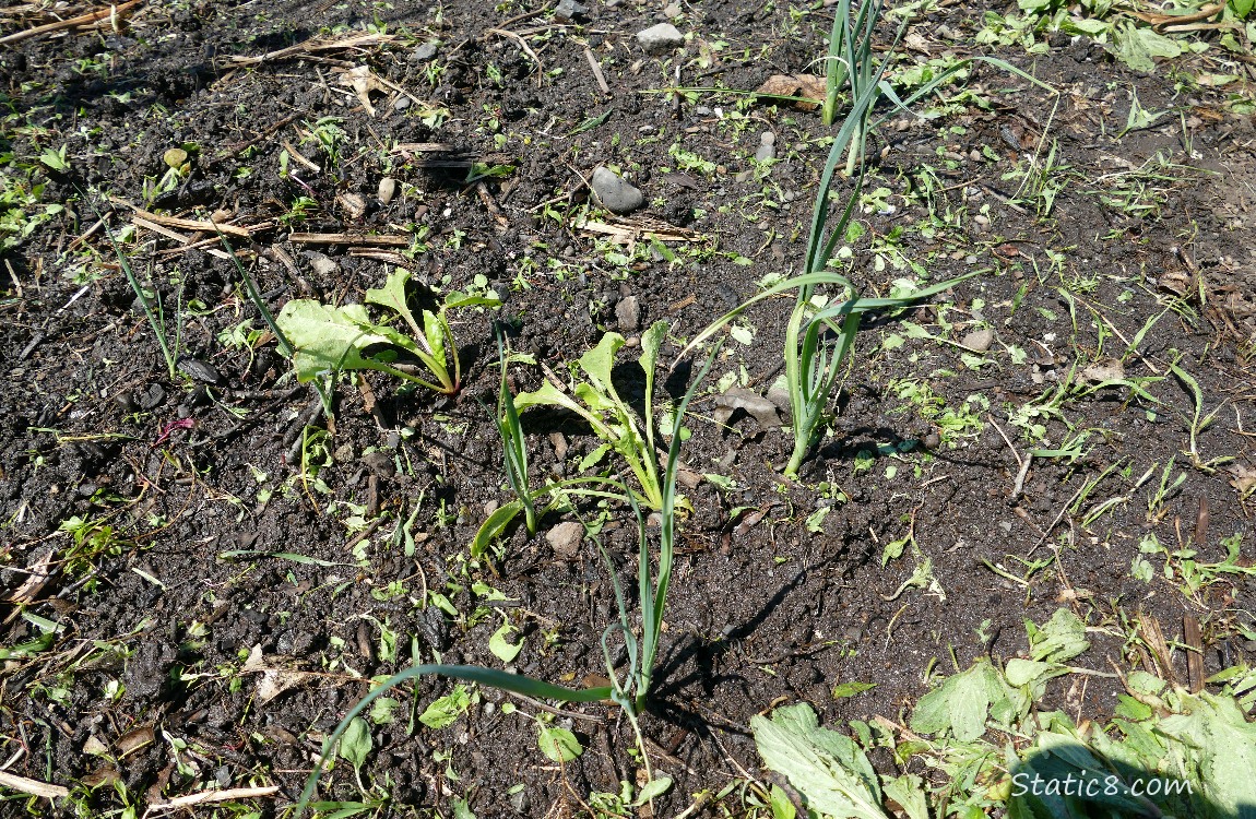 Leeks and Beets